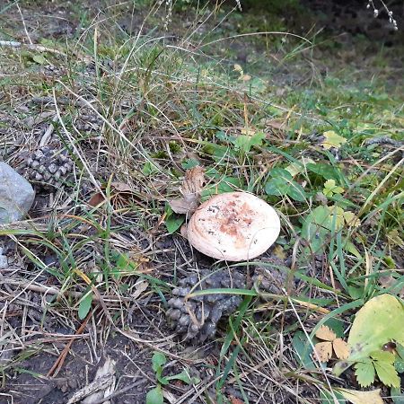 Apartamento Partara Aínsa Dış mekan fotoğraf